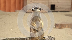 Meerkat on stump in aviary of zoo. through glass.