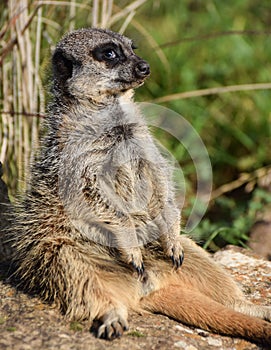 Meerkat Sunbathing