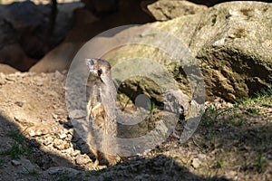 Meerkat or suricat looking around