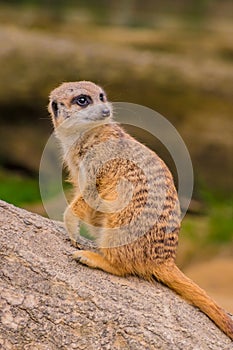 Meerkat or suricat watching out for enimies