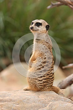 Meerkat Suricata
