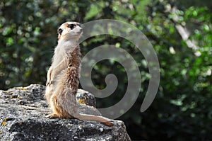 Meerkat (Suricata)