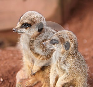 Meerkat (suricata suricata)