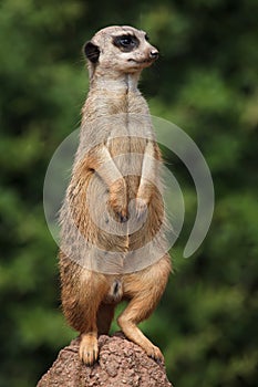 Meerkat Suricata suricatta