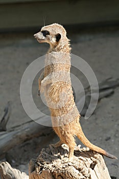 Meerkat (Suricata suricatta)