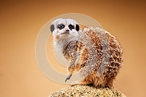 Meerkat or Suricata suricatta