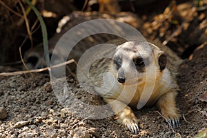 Meerkat Suricata suricatta