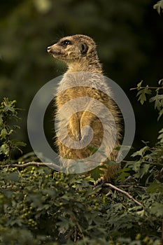 The Meerkat Suricata suricatta.