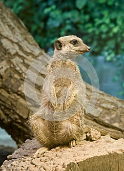 Meerkat (Suricata suricatta)