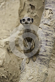 Meerkat, Suricata suricatta