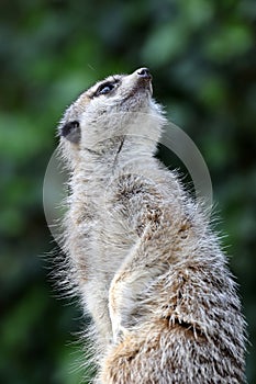 A meerkat (Suricata suricatta)