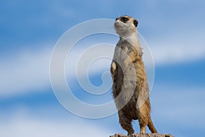 Meerkat (Suricata suricatta) photo