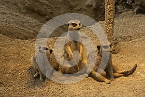 Meerkat (Suricata suricatta).