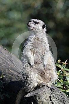 Meerkat (Suricata suricatta)