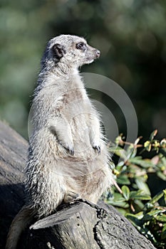 Meerkat (Suricata suricatta)