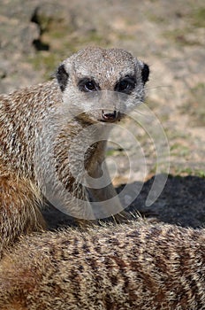 Meerkat (Suricata suricatta)