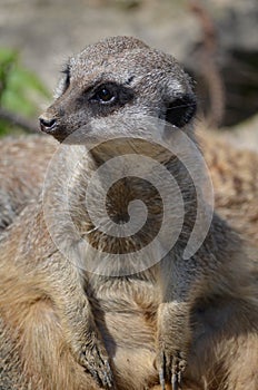 Meerkat (Suricata suricatta)