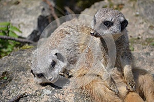 Meerkat (Suricata suricatta)