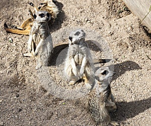 Meerkat (Suricata suricatta).