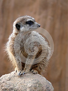 Meerkat - Suricata suricatta