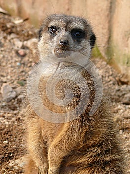 Meerkat - Suricata suricatta