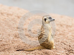 Meerkat (Suricata suricatta)