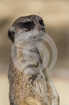 Meerkat - Suricata suricatta