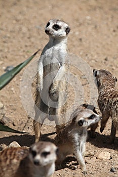 Meerkat (Suricata suricatta)