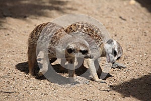 Meerkat (Suricata suricatta)