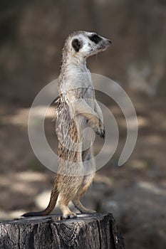 Meerkat (Suricata suricatta)