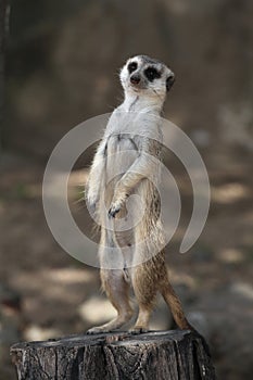 Meerkat (Suricata suricatta)