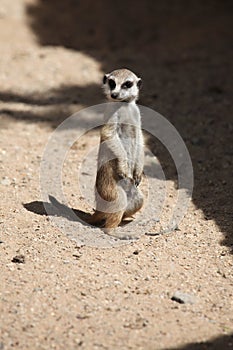 Meerkat (Suricata suricatta)