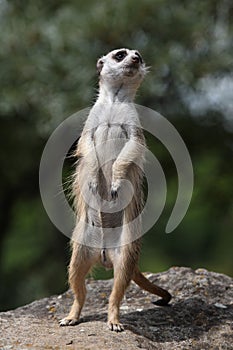 Meerkat (Suricata suricatta)