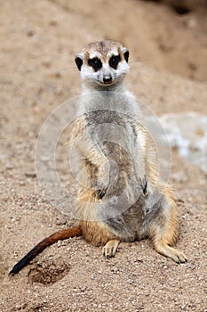 Meerkat (Suricata suricatta).