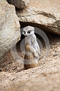 Meerkat (Suricata suricatta).