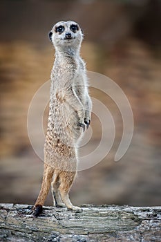 Meerkat - Suricata suricatta