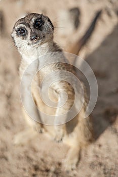 Meerkat - Suricata suricatta