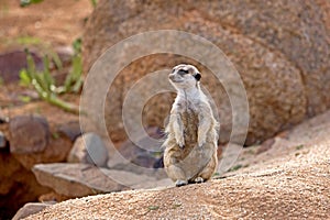 Meerkat, suricata suricatta, Adult sitting on Rock, Namibia