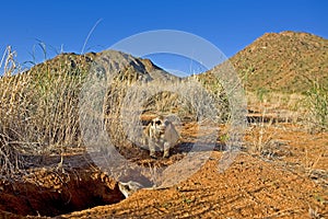 MEERKAT suricata suricatta, ADULTS AT DEN ENTRANCE, NAMIBIA