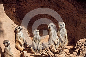 MEERKAT suricata suricatta, ADULTS LOOKING AROUND, SITTING ON ROCK