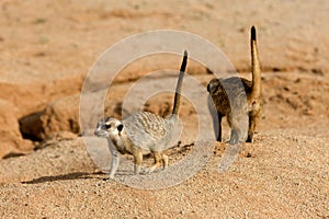 MEERKAT suricata suricatta, ADULTS STANDING ALERT, NAMIBIA