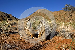Meerkat, suricata suricatta, Adults standing at Den Entrance, Namibia