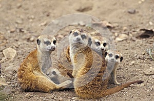 Meerkat, suricata suricatta, Adults with Youngs