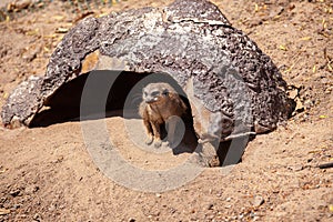 Meerkat Suricata suricatta, African native animal