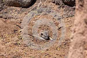 Meerkat Suricata suricatta, African native animal