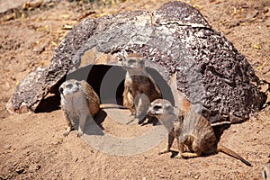 Meerkat Suricata suricatta, African native animal