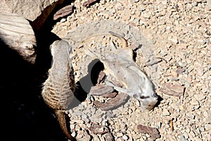 Meerkat Suricata suricatta, African native animal, small carnivore belonging to the mongoose family