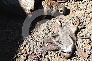 Meerkat Suricata suricatta, African native animal, small carnivore belonging to the mongoose family