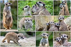 Meerkat Suricata suricatta, African native animal, small carnivore.Collage set.