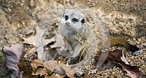 Meerkat Suricata suricatta on alert photo